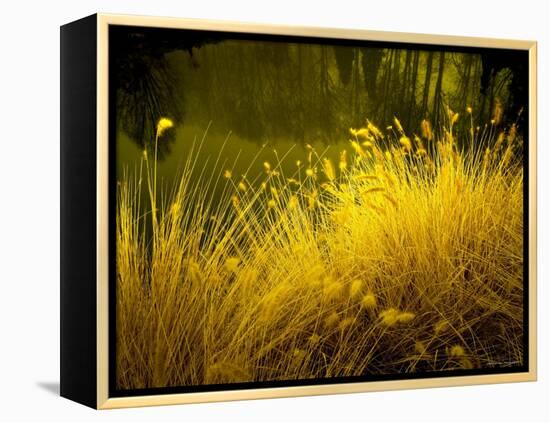 Golden Plants along River with Reflections of Trees-Jan Lakey-Framed Premier Image Canvas