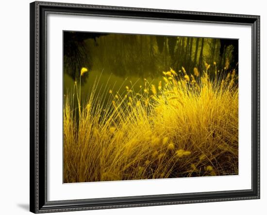 Golden Plants along River with Reflections of Trees-Jan Lakey-Framed Photographic Print