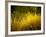 Golden Plants along River with Reflections of Trees-Jan Lakey-Framed Photographic Print