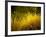 Golden Plants along River with Reflections of Trees-Jan Lakey-Framed Photographic Print