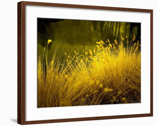 Golden Plants along River with Reflections of Trees-Jan Lakey-Framed Photographic Print