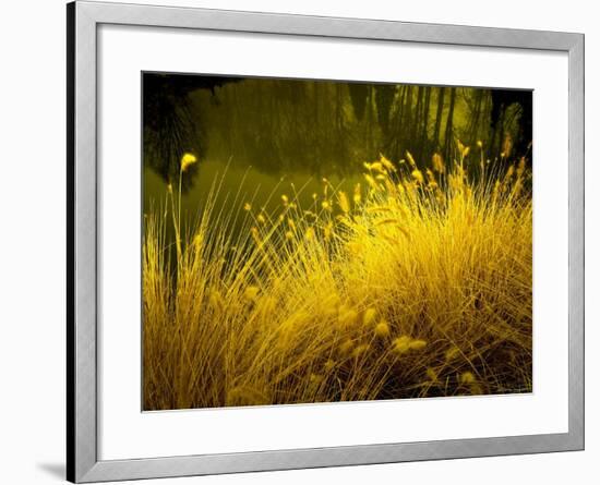 Golden Plants along River with Reflections of Trees-Jan Lakey-Framed Photographic Print