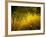 Golden Plants along River with Reflections of Trees-Jan Lakey-Framed Photographic Print