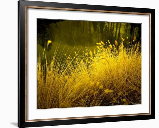 Golden Plants along River with Reflections of Trees-Jan Lakey-Framed Photographic Print