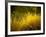 Golden Plants along River with Reflections of Trees-Jan Lakey-Framed Photographic Print