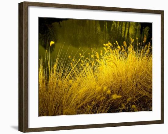 Golden Plants along River with Reflections of Trees-Jan Lakey-Framed Photographic Print