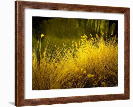 Golden Plants along River with Reflections of Trees-Jan Lakey-Framed Photographic Print