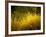 Golden Plants along River with Reflections of Trees-Jan Lakey-Framed Photographic Print