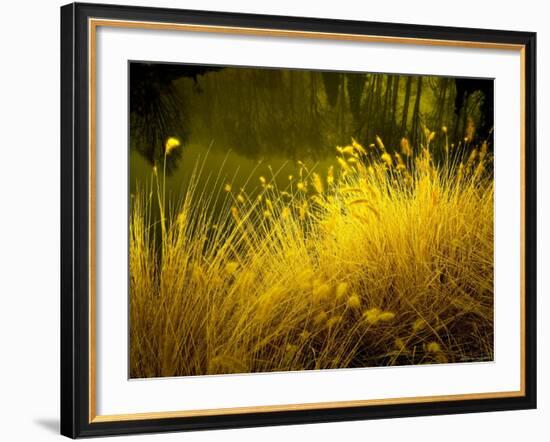 Golden Plants along River with Reflections of Trees-Jan Lakey-Framed Photographic Print