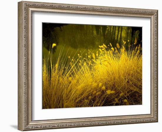 Golden Plants along River with Reflections of Trees-Jan Lakey-Framed Photographic Print