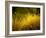 Golden Plants along River with Reflections of Trees-Jan Lakey-Framed Photographic Print