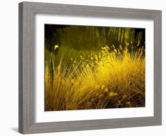 Golden Plants along River with Reflections of Trees-Jan Lakey-Framed Photographic Print