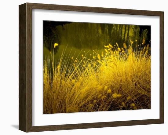 Golden Plants along River with Reflections of Trees-Jan Lakey-Framed Photographic Print