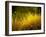 Golden Plants along River with Reflections of Trees-Jan Lakey-Framed Photographic Print