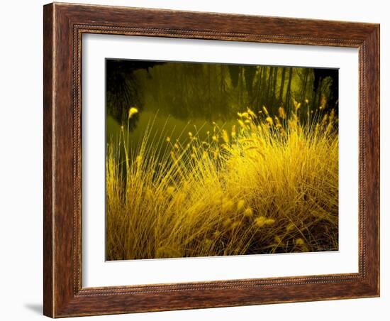 Golden Plants along River with Reflections of Trees-Jan Lakey-Framed Photographic Print