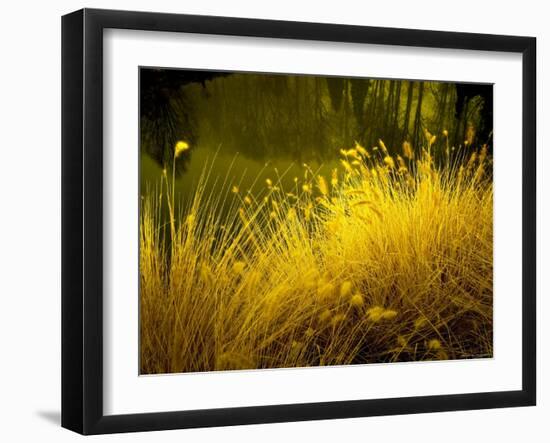 Golden Plants along River with Reflections of Trees-Jan Lakey-Framed Photographic Print