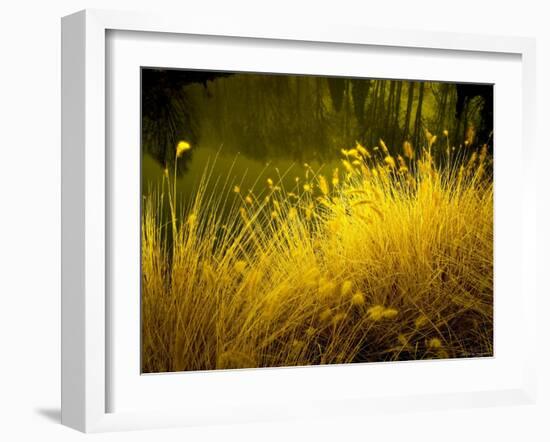 Golden Plants along River with Reflections of Trees-Jan Lakey-Framed Photographic Print