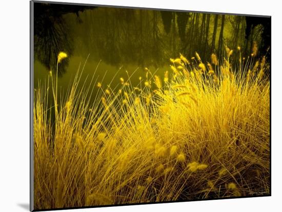 Golden Plants along River with Reflections of Trees-Jan Lakey-Mounted Photographic Print