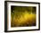 Golden Plants along River with Reflections of Trees-Jan Lakey-Framed Photographic Print