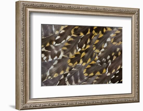 Golden Plover Feather Pattern-Darrell Gulin-Framed Photographic Print