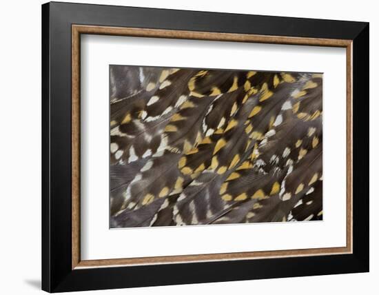 Golden Plover Feather Pattern-Darrell Gulin-Framed Photographic Print