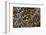 Golden Plover Feather Pattern-Darrell Gulin-Framed Photographic Print