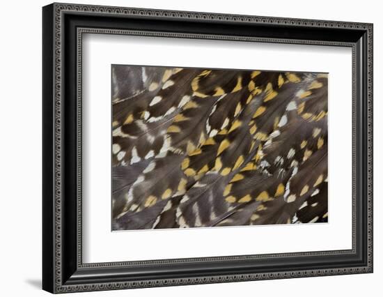 Golden Plover Feather Pattern-Darrell Gulin-Framed Photographic Print