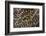 Golden Plover Feather Pattern-Darrell Gulin-Framed Photographic Print