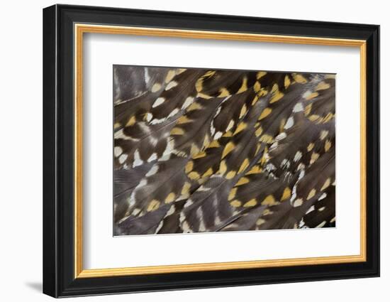 Golden Plover Feather Pattern-Darrell Gulin-Framed Photographic Print