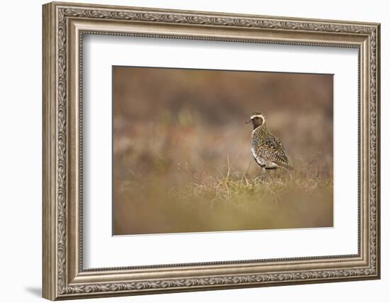 Golden Plover (Pluvialis Apricaria) Myvatn, Thingeyjarsyslur, Iceland, June 2009-Bergmann-Framed Photographic Print