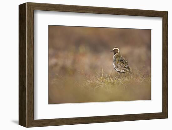 Golden Plover (Pluvialis Apricaria) Myvatn, Thingeyjarsyslur, Iceland, June 2009-Bergmann-Framed Photographic Print