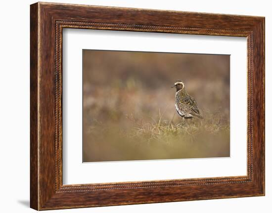 Golden Plover (Pluvialis Apricaria) Myvatn, Thingeyjarsyslur, Iceland, June 2009-Bergmann-Framed Photographic Print