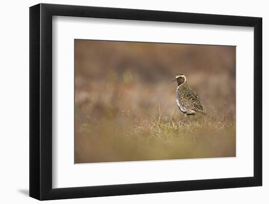 Golden Plover (Pluvialis Apricaria) Myvatn, Thingeyjarsyslur, Iceland, June 2009-Bergmann-Framed Photographic Print