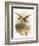 Golden Plover-English-Framed Giclee Print