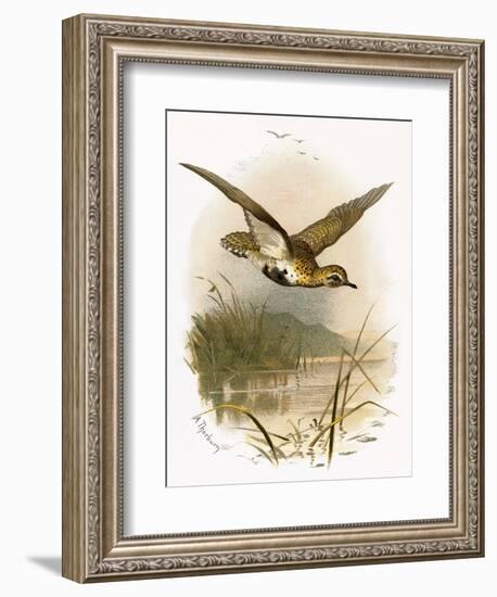 Golden Plover-English-Framed Giclee Print