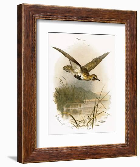 Golden Plover-English-Framed Giclee Print