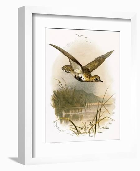 Golden Plover-English-Framed Giclee Print