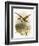 Golden Plover-English-Framed Giclee Print