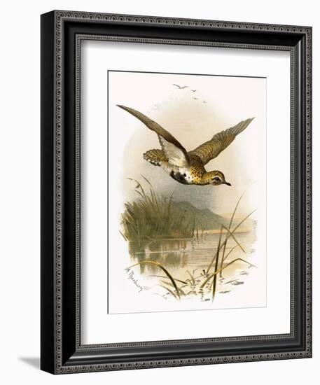 Golden Plover-English-Framed Giclee Print