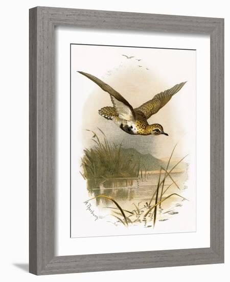 Golden Plover-English-Framed Giclee Print