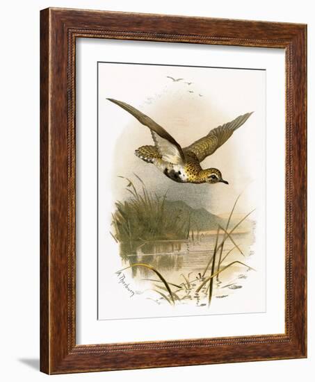 Golden Plover-English-Framed Giclee Print