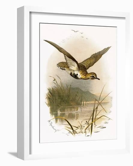 Golden Plover-English-Framed Giclee Print