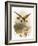 Golden Plover-English-Framed Giclee Print