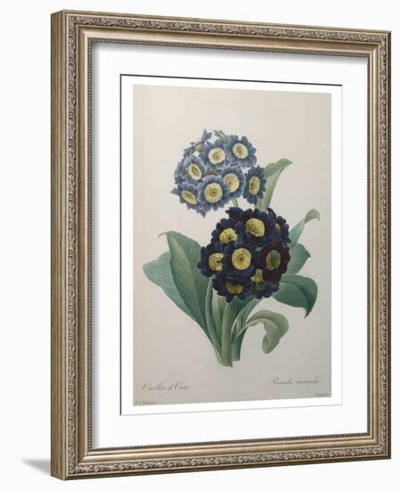 Golden Primrose-Pierre-Joseph Redoute-Framed Art Print