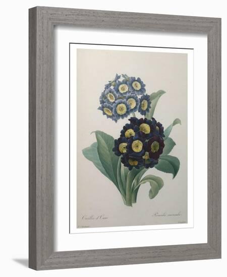 Golden Primrose-Pierre-Joseph Redoute-Framed Art Print