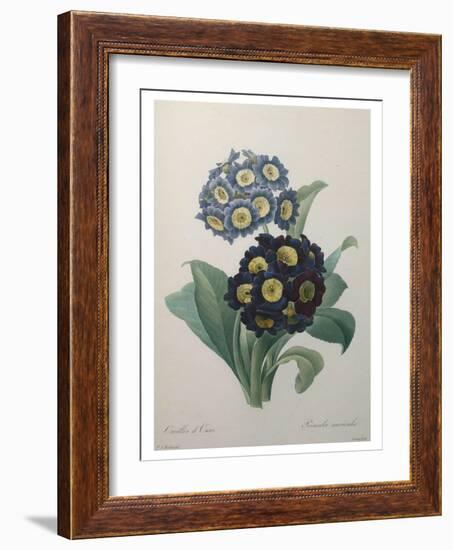 Golden Primrose-Pierre-Joseph Redoute-Framed Art Print