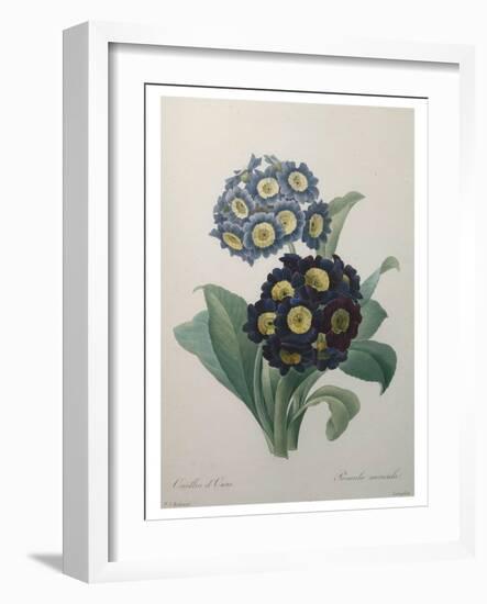 Golden Primrose-Pierre-Joseph Redoute-Framed Art Print