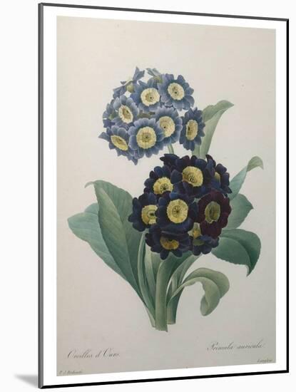 Golden Primrose-Pierre-Joseph Redoute-Mounted Art Print