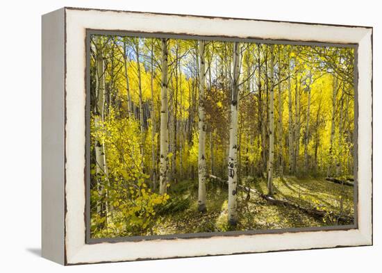 Golden Quaking Aspen in Full Fall Color, Kinney Creek, Colorado-Maresa Pryor-Framed Premier Image Canvas