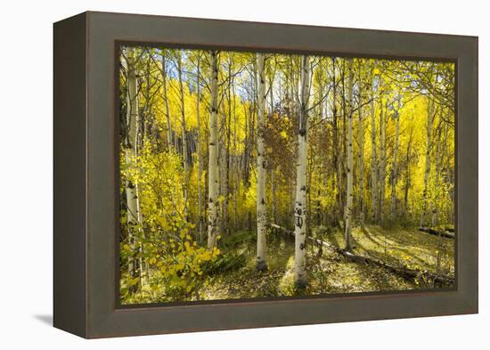 Golden Quaking Aspen in Full Fall Color, Kinney Creek, Colorado-Maresa Pryor-Framed Premier Image Canvas